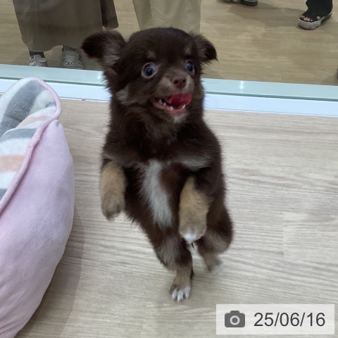チワワの写真