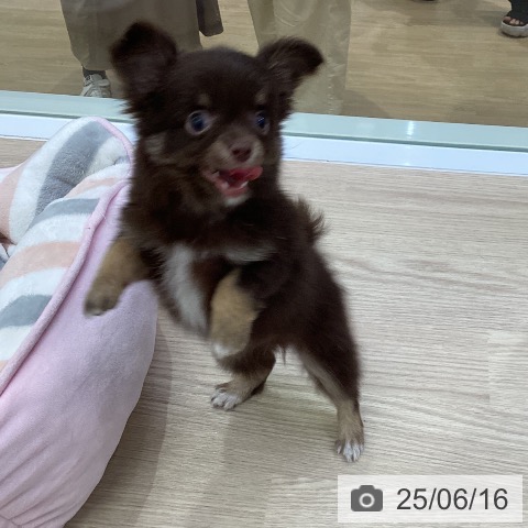 チワワの写真