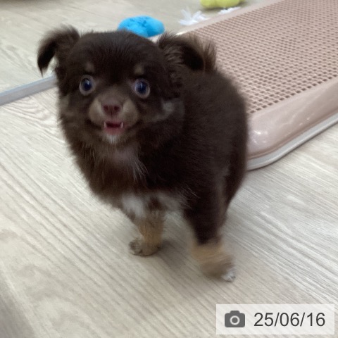 チワワの写真