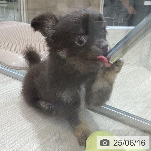 チワワの写真