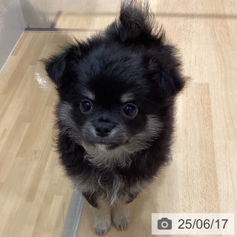 チワワの写真