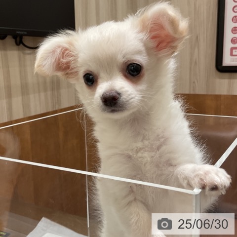 チワワの写真