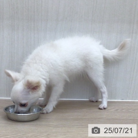 チワワの写真
