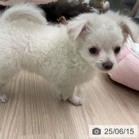 チワワの写真