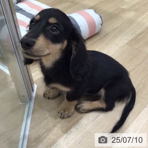 ミニチュア・ダックスフンドの写真