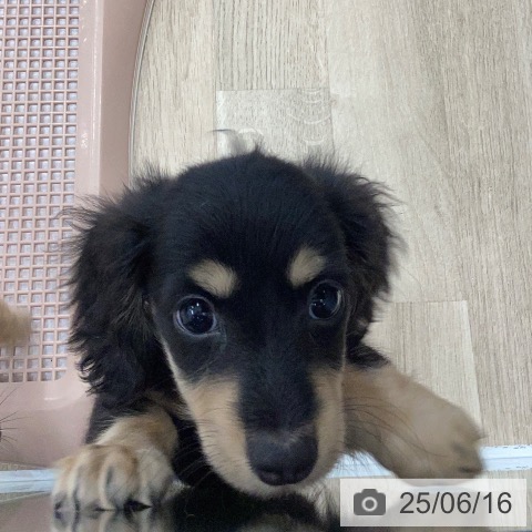 ミニチュア・ダックスフンドの写真