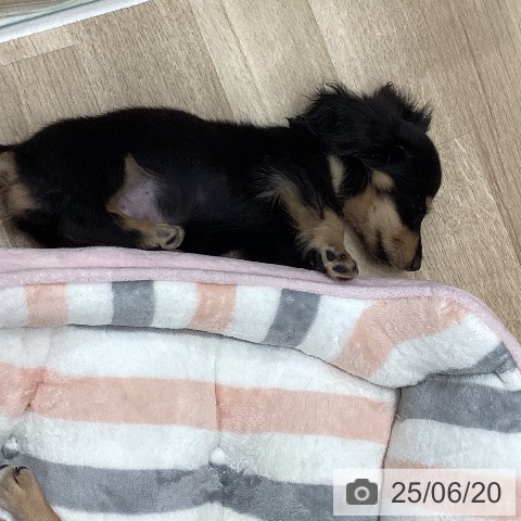 ミニチュア・ダックスフンドの写真