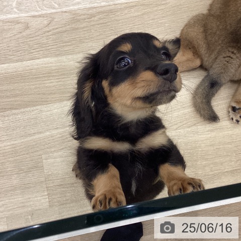 ミニチュア・ダックスフンドの写真