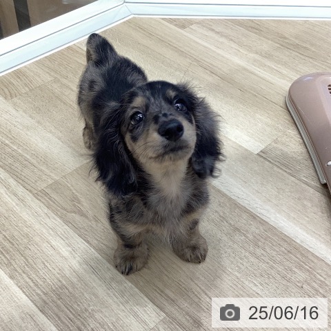 ミニチュア・ダックスフンドの写真