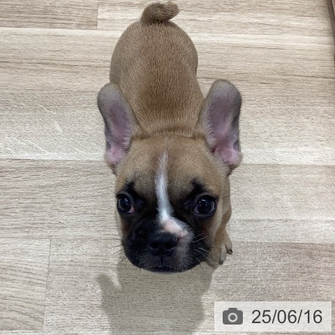 フレンチ・ブルドッグの写真