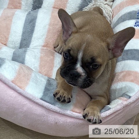 フレンチ・ブルドッグの写真