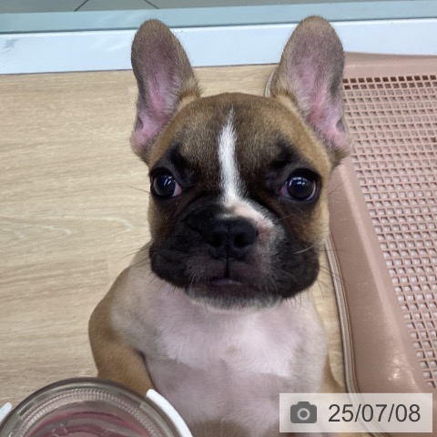 フレンチ・ブルドッグの写真