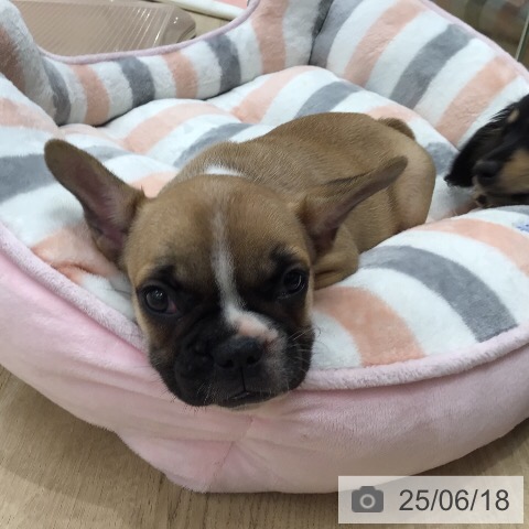 フレンチ・ブルドッグの写真