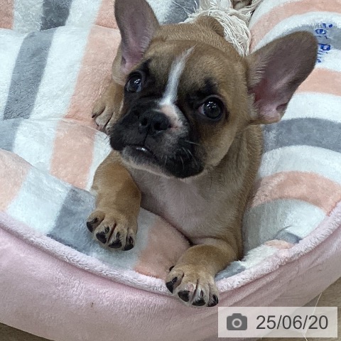 フレンチ・ブルドッグの写真