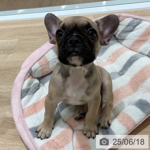 フレンチ・ブルドッグの写真