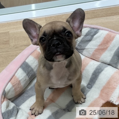 フレンチ・ブルドッグの写真