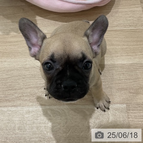 フレンチ・ブルドッグの写真
