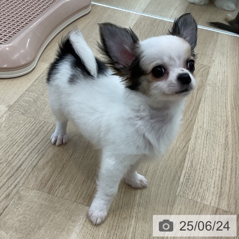 チワワの写真