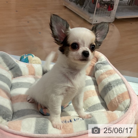 チワワの写真