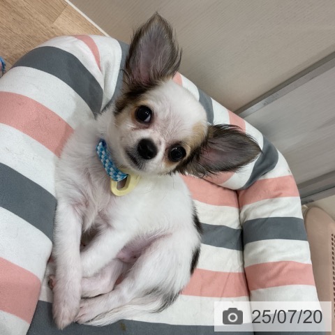チワワの写真