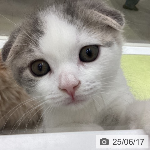 スコティッシュフォールドの写真