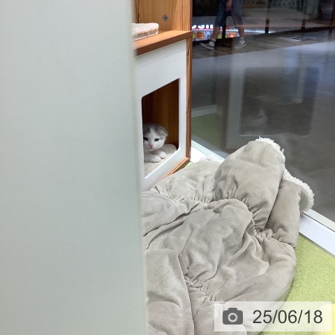 スコティッシュフォールドの写真