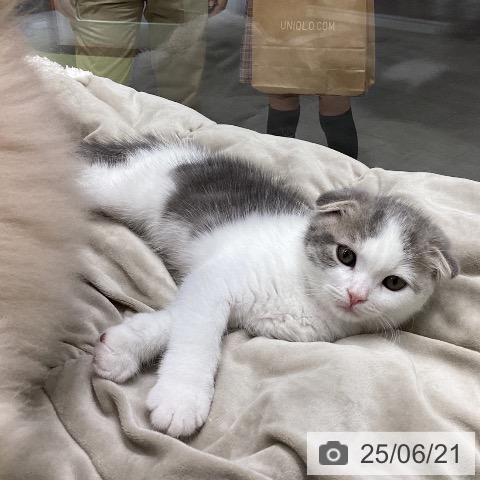 スコティッシュフォールドの写真