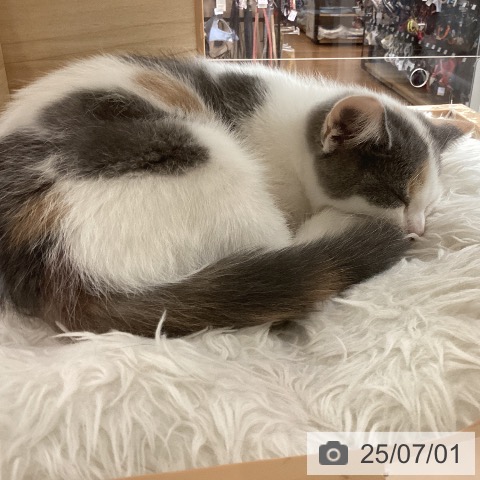 スコティッシュフォールドの写真