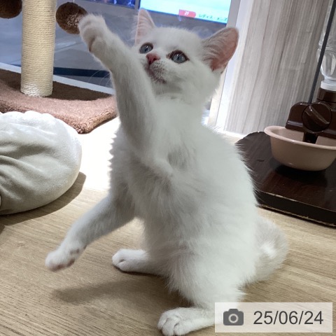 スコティッシュフォールドの写真