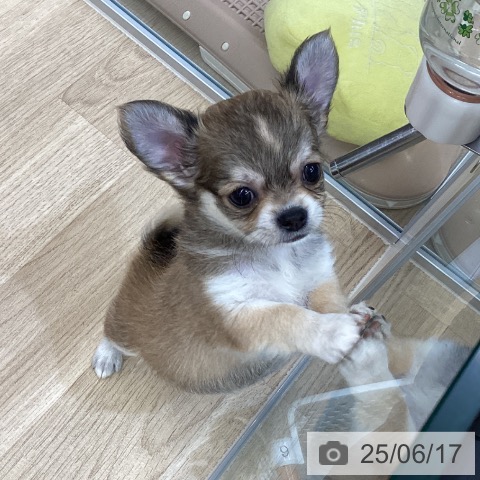 チワワの写真