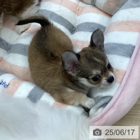チワワの写真