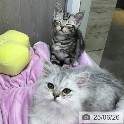 アメリカンショートヘアの写真
