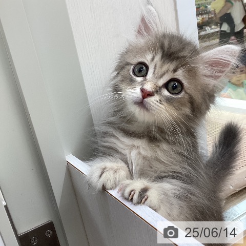 サイベリアンの写真