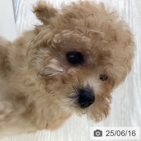 トイ・プードルの写真