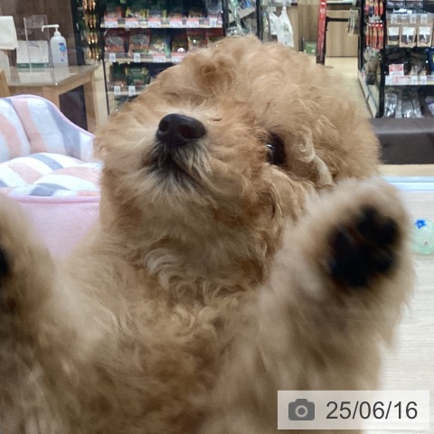 トイ・プードルの写真