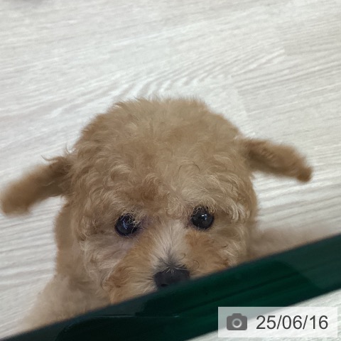 トイ・プードルの写真