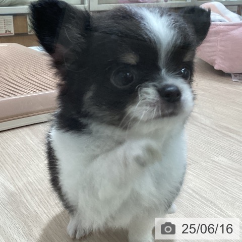 チワワの写真