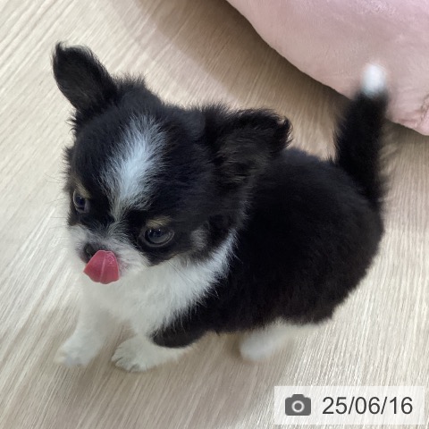 チワワの写真