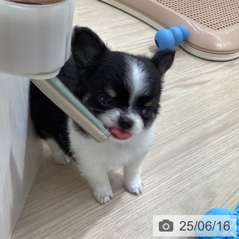 チワワの写真