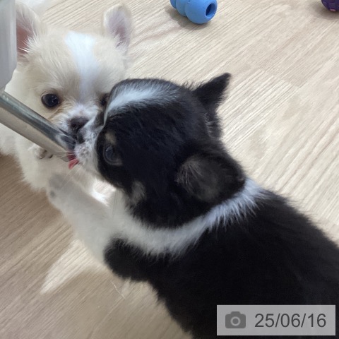 チワワの写真