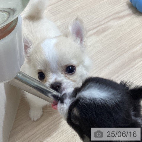 チワワの写真