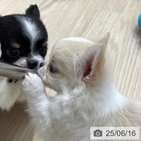 チワワの写真