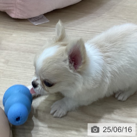 チワワの写真