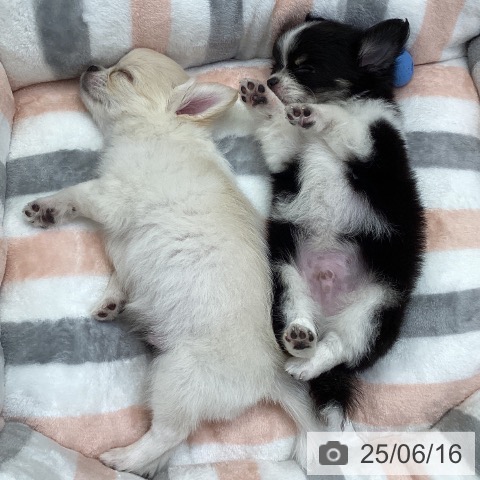 チワワの写真