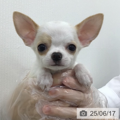 チワワの写真