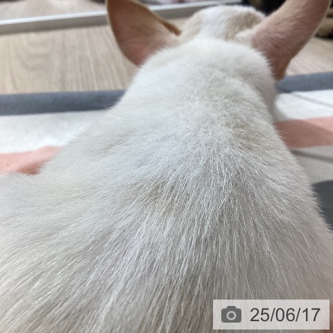 チワワの写真