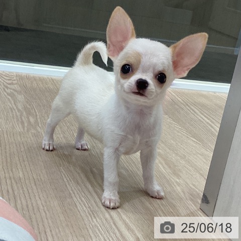 チワワの写真