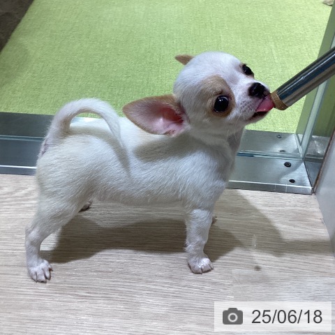 チワワの写真