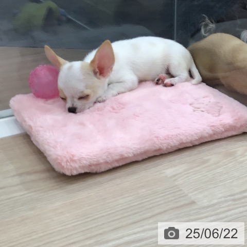 チワワの写真