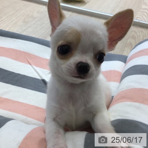 チワワの写真